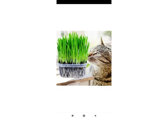 Пророщенная трава для кошек - фото